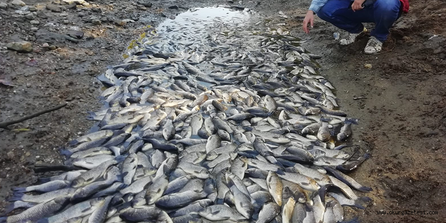 Bursa Yenişehir’de suların çekilmesi balık ölümlerine sebep oldu