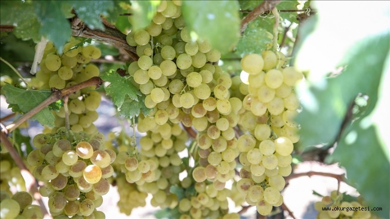 Coğrafi işaretli İznik müşküle üzümünde hasat zamanı