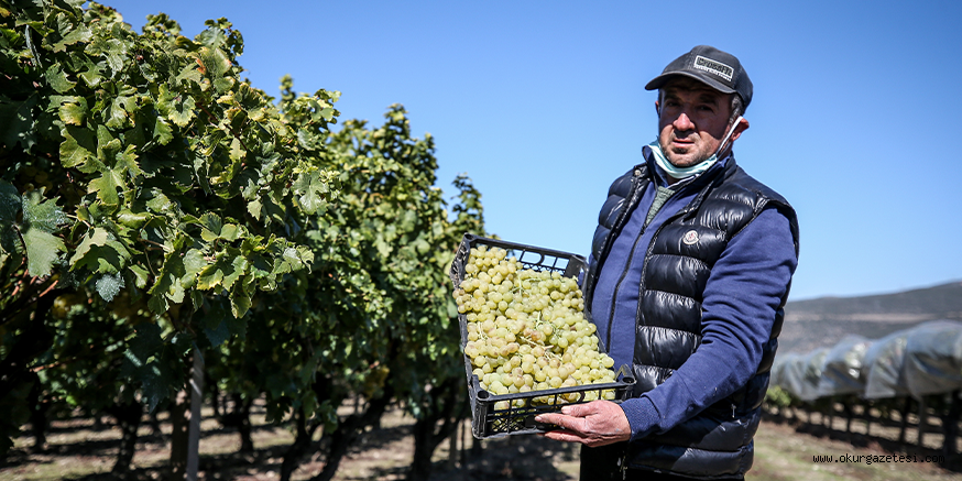 Coğrafi işaretli İznik müşküle üzümünde hasat zamanı