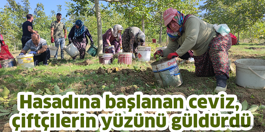Hasadına başlanan ceviz,  çiftçilerin yüzünü güldürdü