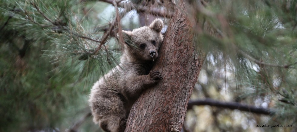 Ovakorusu’nda ayılar günde 400 kilogram yiyecekle kış uykusuna hazırlanıyor