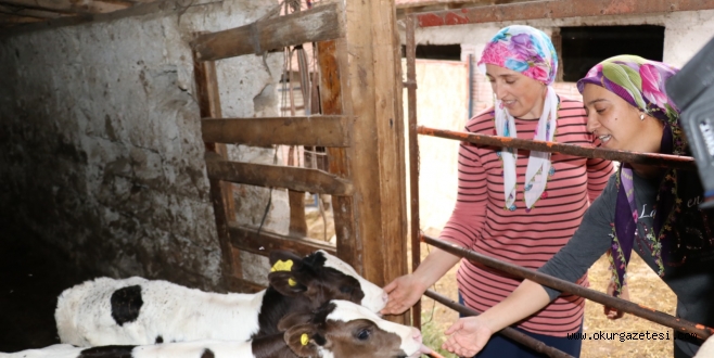 Süt üreticisi “süper eltiler” birlikte çalışıp kazanıyor