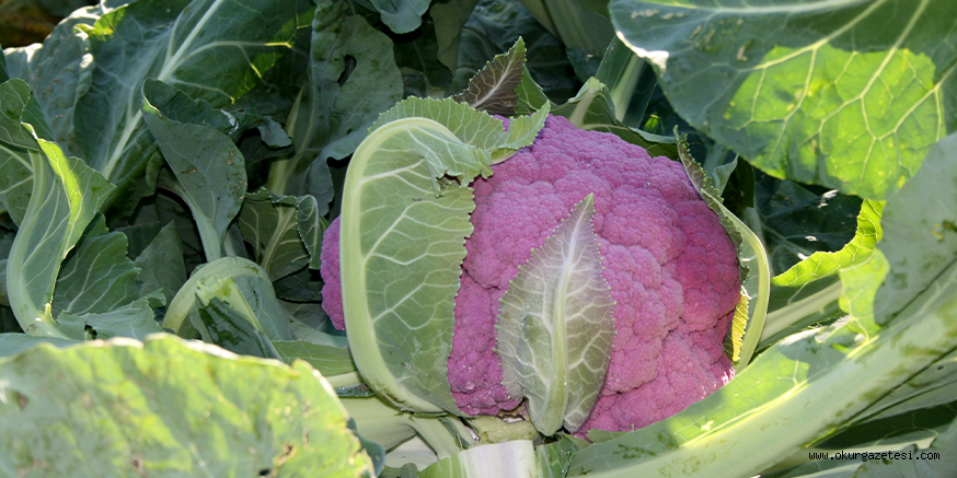 Bursa’da yetiştirilen renkli karnabaharda hasat başladı