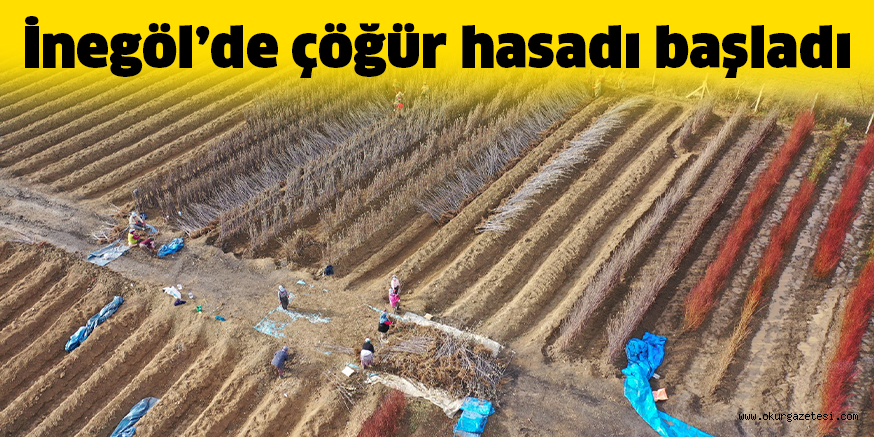 İnegöl’de çöğür hasadı başladı
