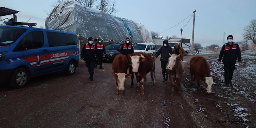 Büyükbaş hayvan çalan 3 kişi gözaltına alındı