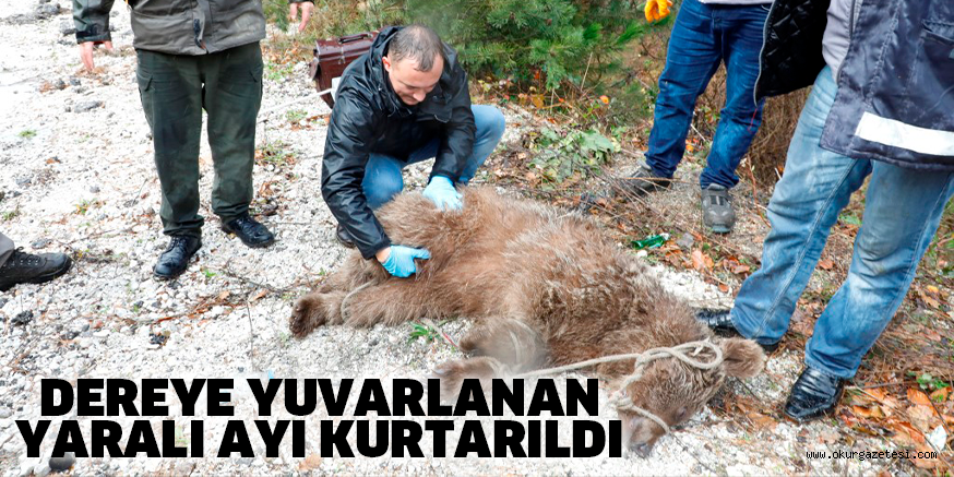 DEREYE YUVARLANAN YARALI AYI KURTARILDI