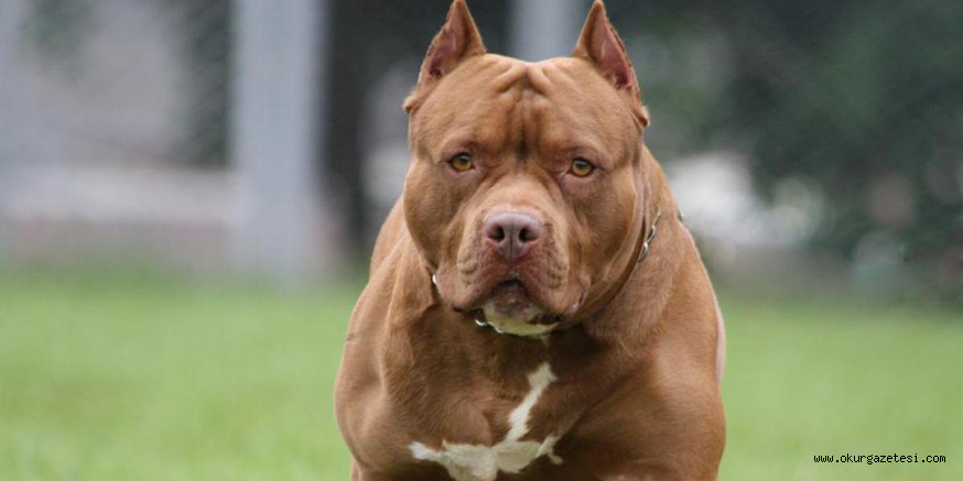 Gaziantepte iki pitbull’un saldırdığı 4 yaşındaki çocuğun tedavisi devam ediyor