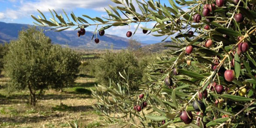 Marmarabirlik’ten üreticiye 42 milyon 600 bin lira prim desteği