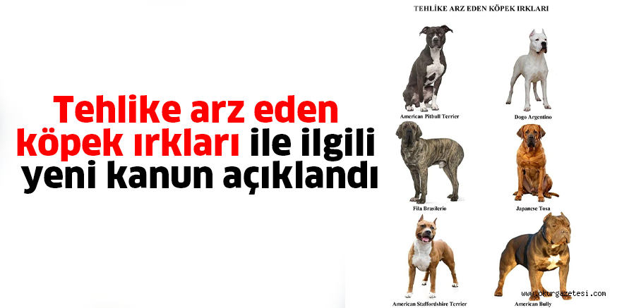 Tehlike arz eden köpek ırkları ile ilgili yeni kanun açıklandı