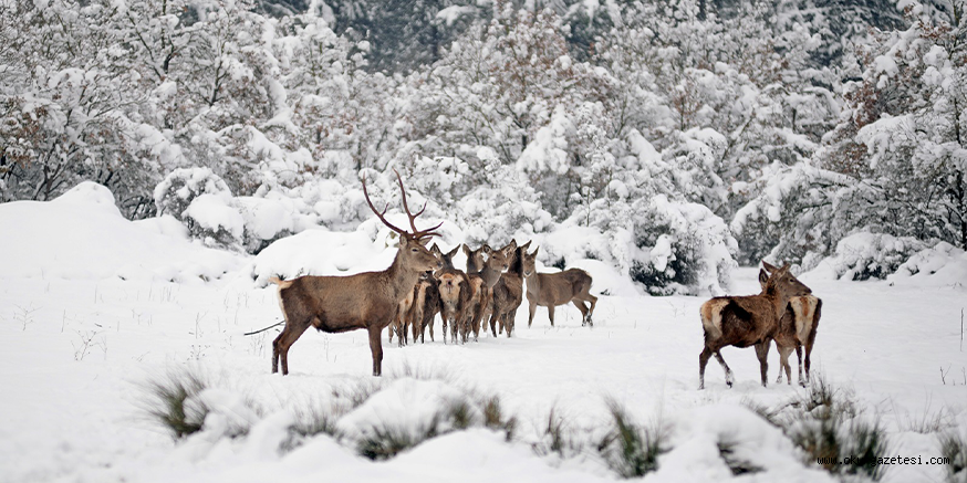 Bursa’daki kızıl geyikler havadan görüntülendi