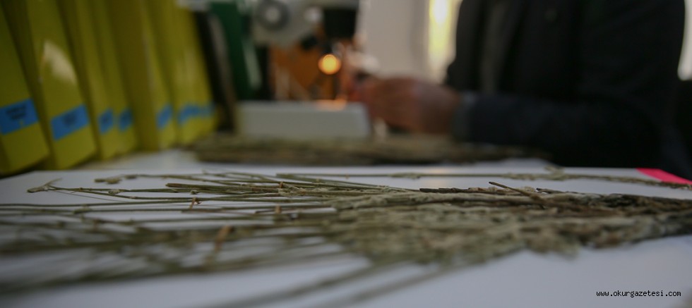 İzmir’de keşfedilen yeni bitki türü bilim dünyasına kazandırıldı