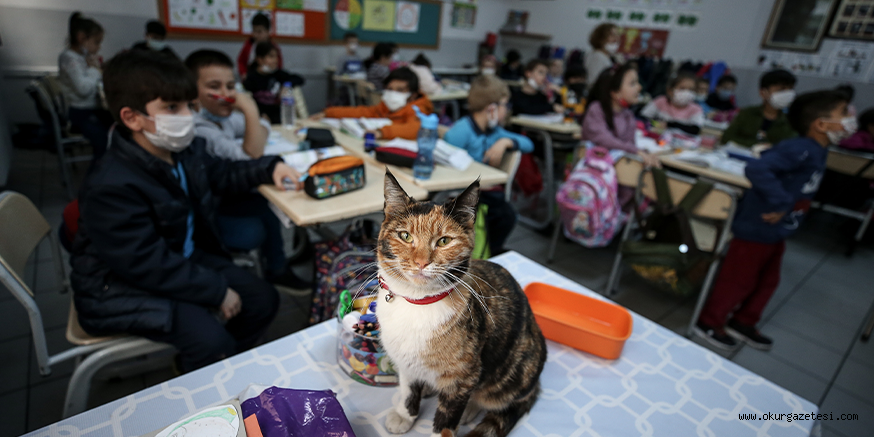 Kedi “Karamel” soğuktan sığındığı okulun maskotu oldu