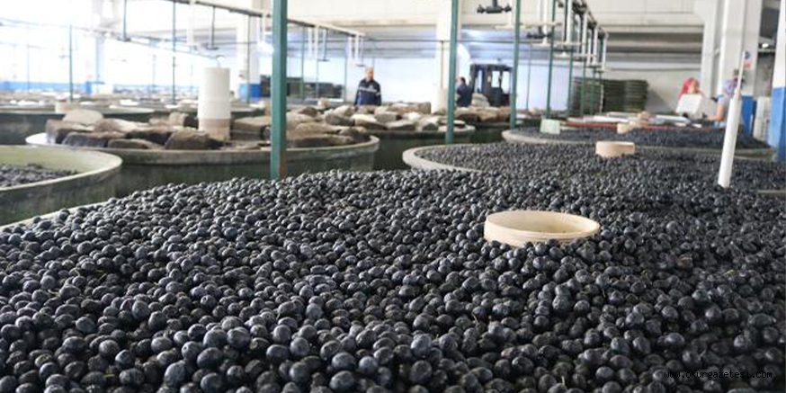 Marmarabirlik’ten 258 milyon lira kredi tahsisatı