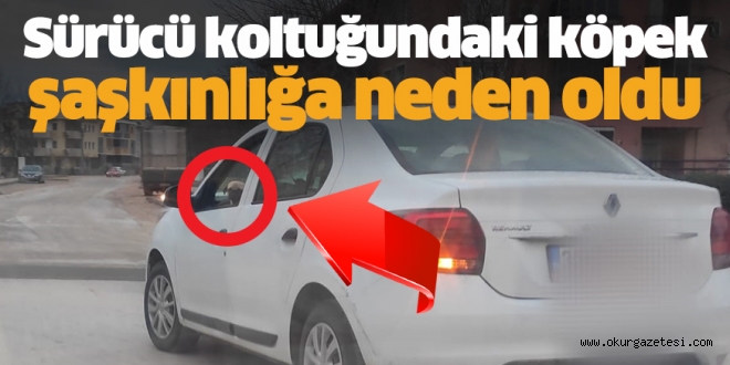 Trafikte sürücü koltuğundaki köpek şaşkınlığa neden oldu