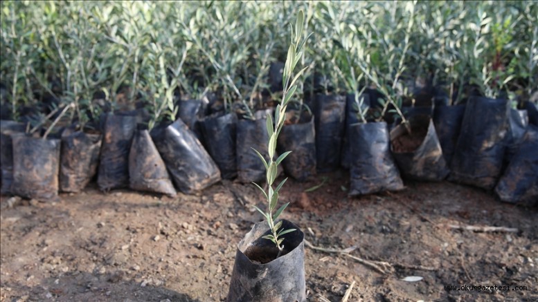 Ağaç tohumları 18 ay süren çalışmayla fidana dönüşüyor
