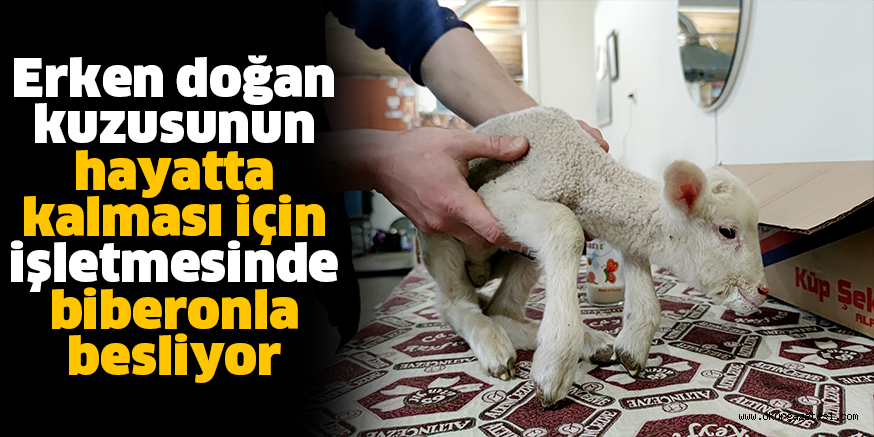 Erken doğan kuzusunun hayatta kalması için işletmesinde biberonla besliyor