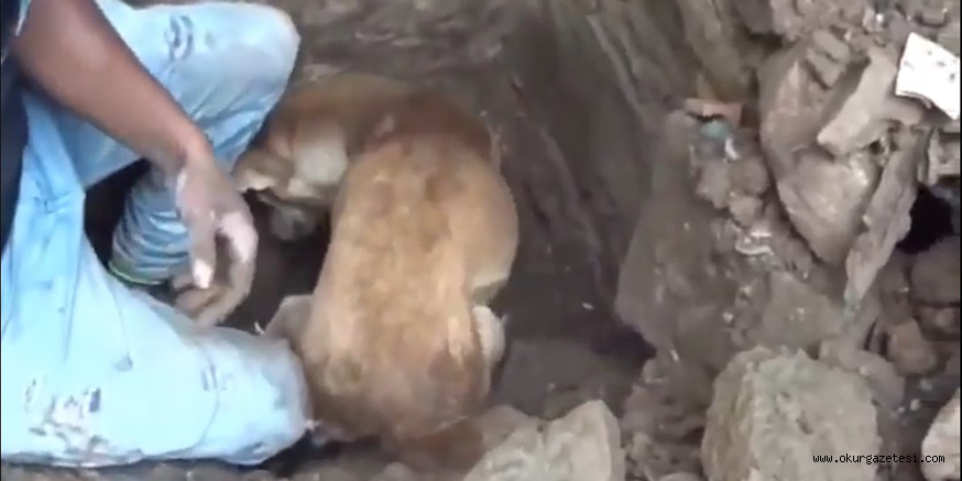 Köpeğin işaret ettiği yeri kazan ekibin karşısına çıkan manzara göz yaşarttı