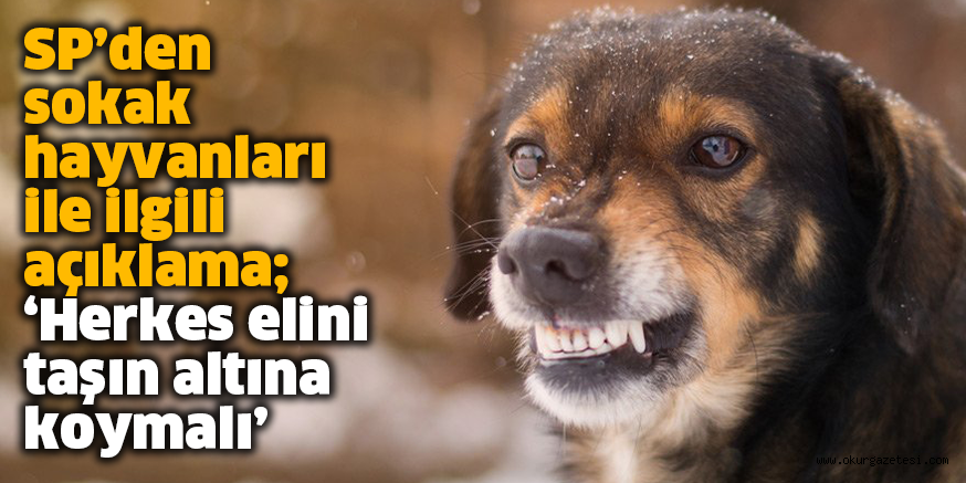 SP’den sokak hayvanları ile ilgili açıklama; ‘Herkes elini taşın altına koymalı’