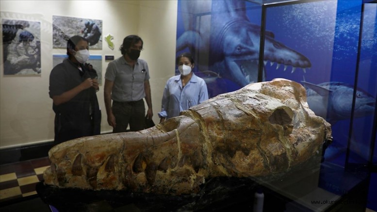 36 milyon yıllık ‘deniz canavarı’ ziyaretçilerle buluştu