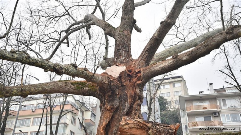 ‘Osmanlı payitahtı’ Bursa’nın asırlık çınarları özenle korunuyor