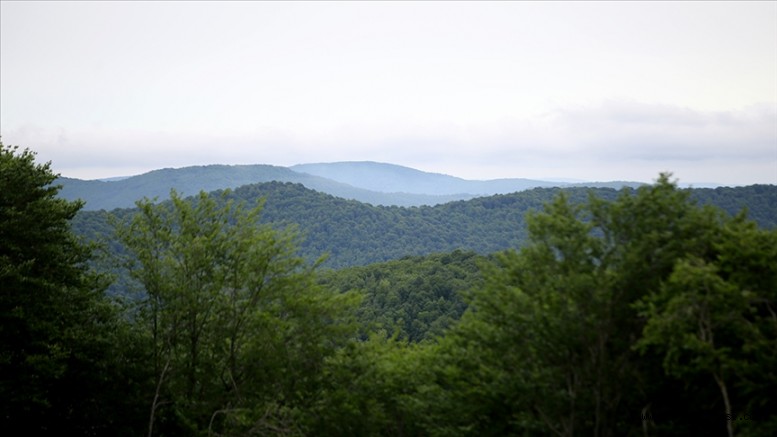 Türkiye’nin orman varlığı bir yılda 177 bin hektar arttı