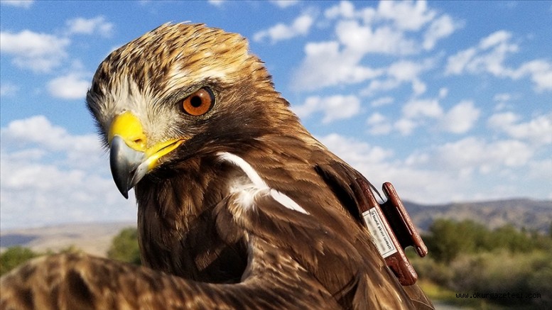 Uydudan takip edilen kartal 6 ayda 20 bin kilometre uçtu