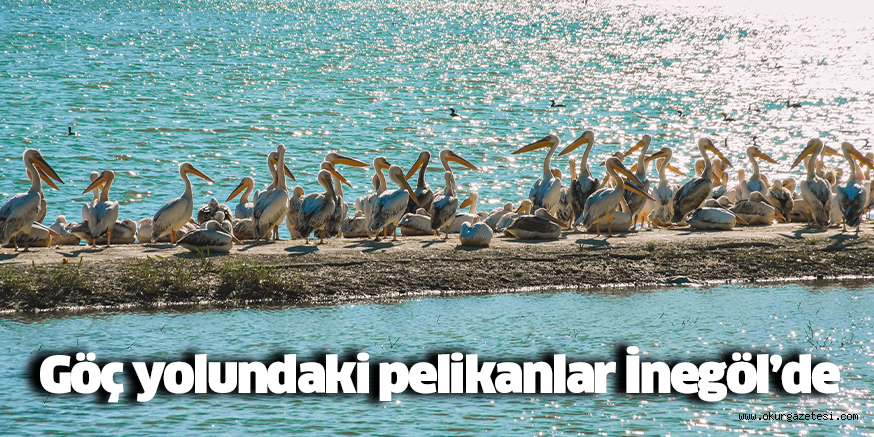 Göç yolundaki pelikanlar İnegöl’de
