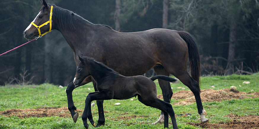 Safkan İngiliz tayı 80 bin 500 liraya satıldı