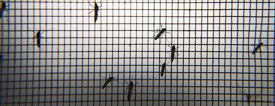 Sokağa bırakılan içecek kutuları Asya kaplan sivrisineğinin üreme alanı olabilir