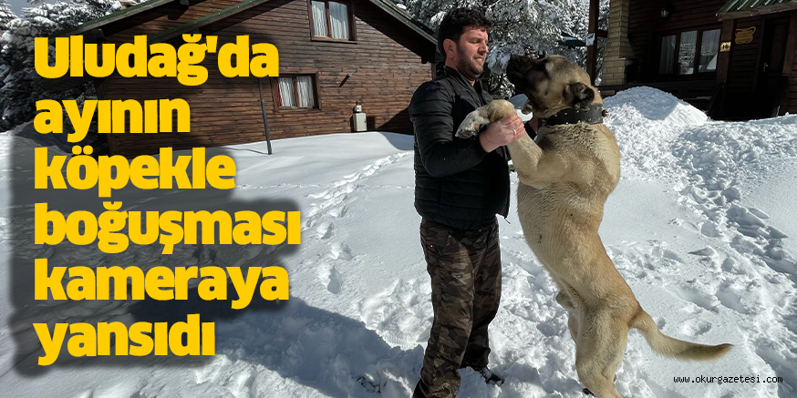 Uludağ’da ayının köpekle boğuşması kameraya yansıdı