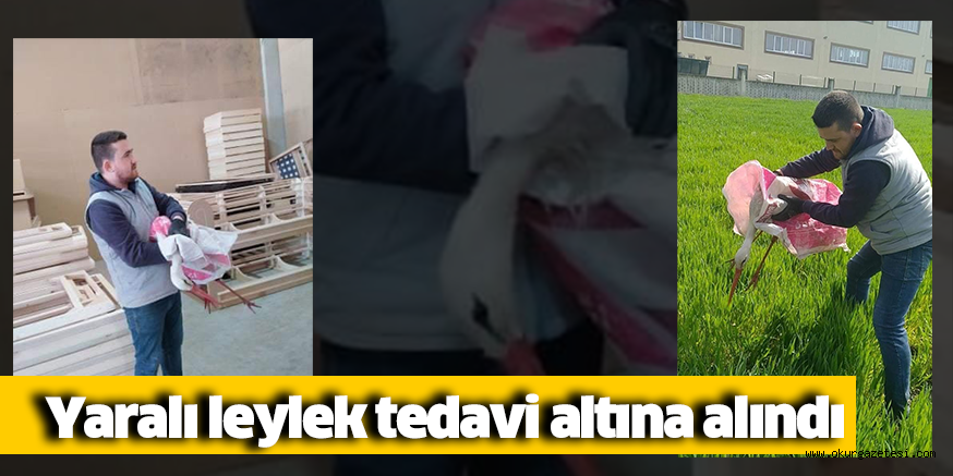 Yaralı leylek tedavi altına alındı