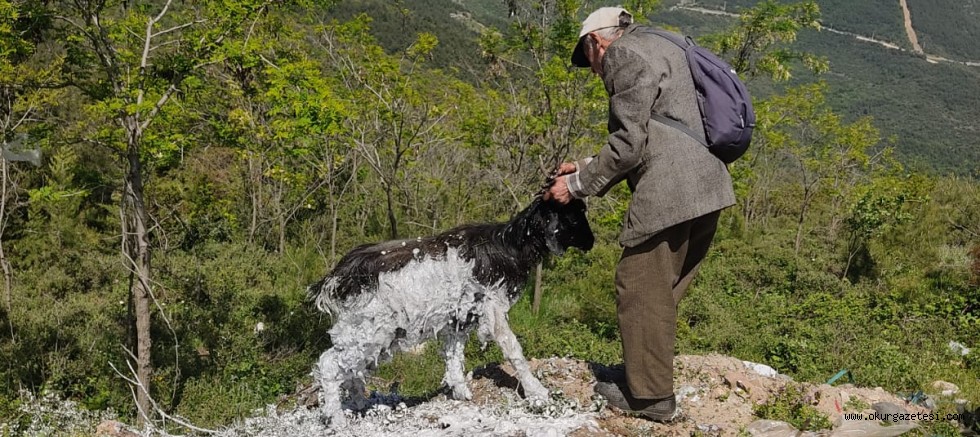 Bursa’da zifte yapışan keçiyi itfaiye ekibi kurtardı