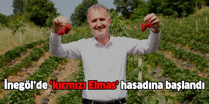 İnegöl’de ‘kırmızı Elmas’ hasadına başlandı