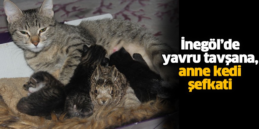 İnegöl’de yavru tavşana, anne kedi şefkati