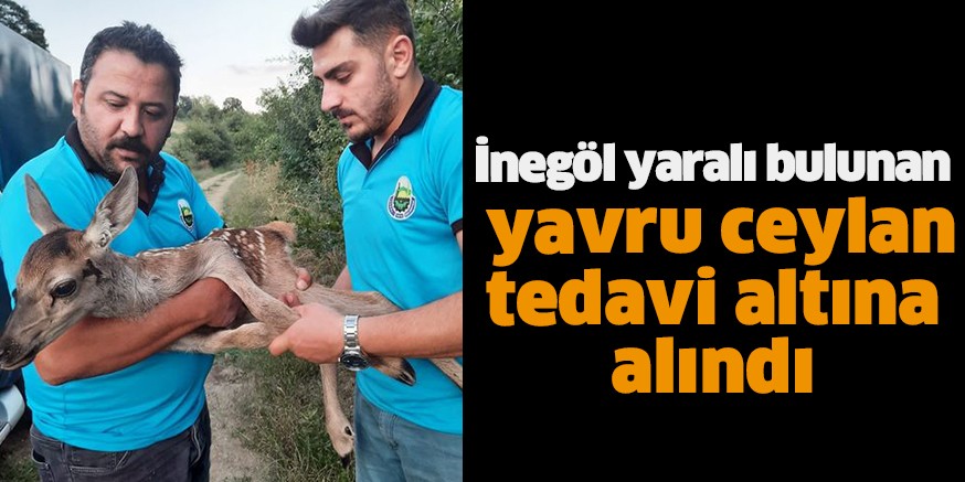 İnegöl yaralı bulunan yavru ceylan tedavi altına alındı