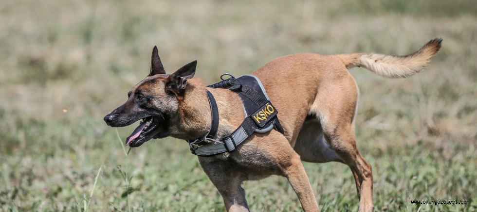 TSK’nın “cesur keşif köpekleri” Bursa’da yetiştiriliyor