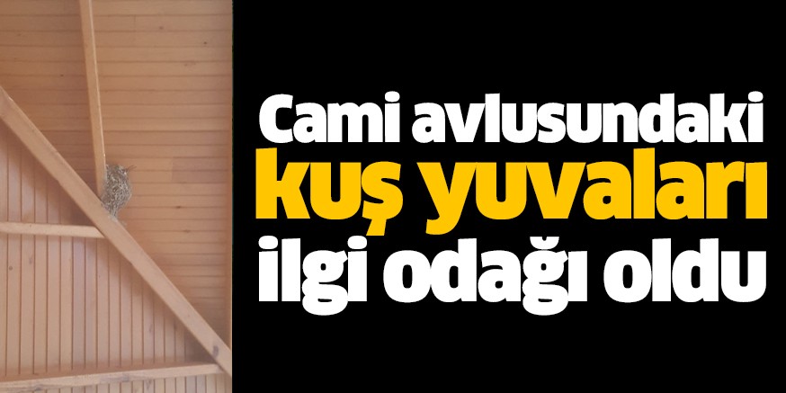 Cami avlusundaki kuş yuvaları ilgi odağı oldu