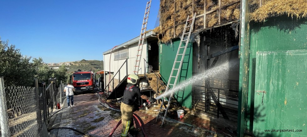 Çiftlikte çıkan yangında çok sayıda tavuk ve koyun telef oldu