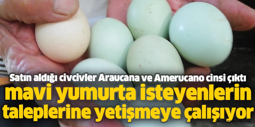 Satın aldığı civcivler Araucana ve Amerucano cinsi çıktı mavi yumurta isteyenlerin taleplerine yetişmeye çalışıyor