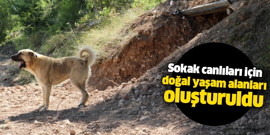 Sokak canlıları için doğal yaşam alanları oluşturuldu