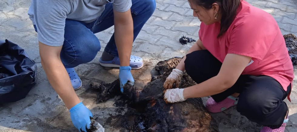 Ümitalan’da zifte yapışan 4 köpek kurtarıldı, 3’ü telef oldu