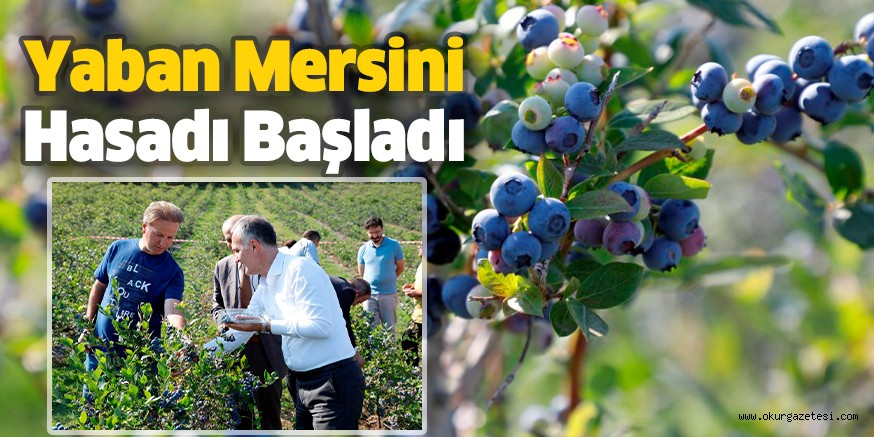 Yaban Mersini Hasadı Başladı