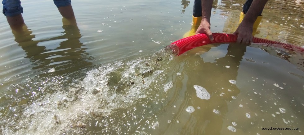 Bursa’daki göl ve göletlere 2,5 milyon sazan yavrusu bırakıldı