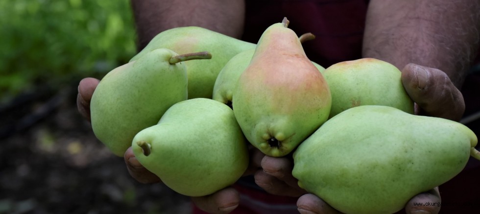 Bursa Ovası’nda hasadı süren “Santa Maria” armudu dalında satılıyor