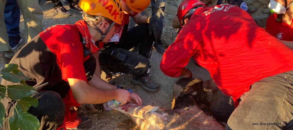 Çöken ahırdaki 5 büyükbaş hayvan telef oldu