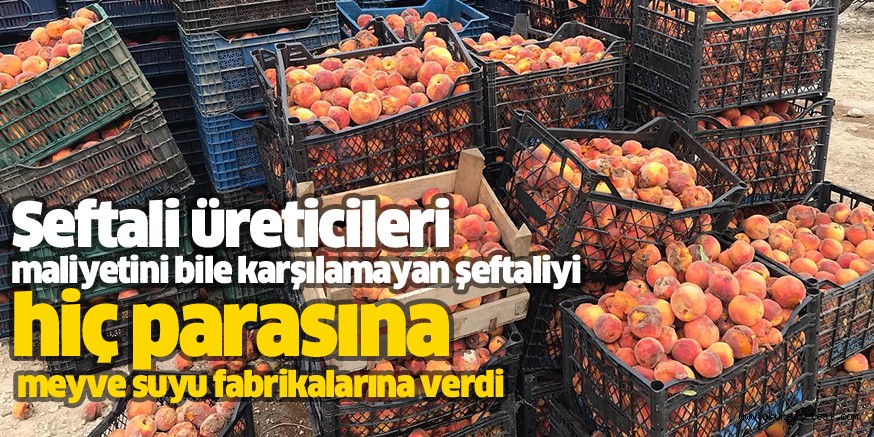 Şeftali üreticileri maliyetini bile karşılamayan şeftaliyi  hiç parasına meyve suyu fabrikalarına verdi