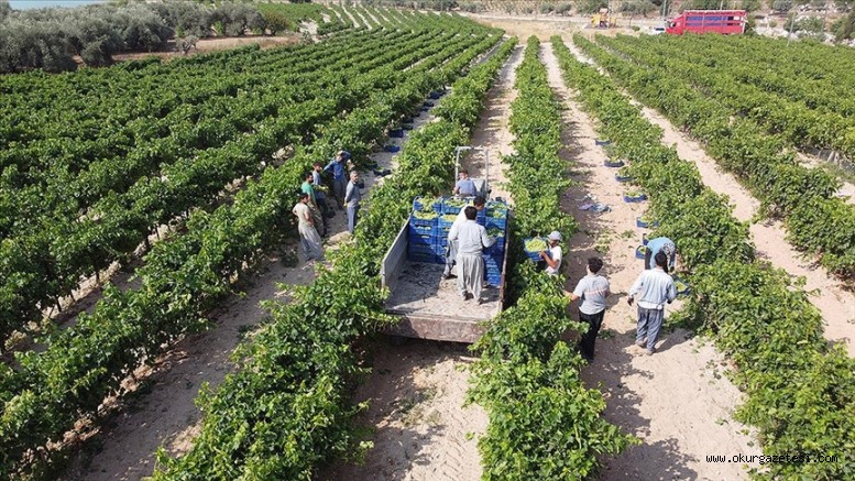 TMO’nun alım politikaları tarımsal üretime olumlu yansıyacak