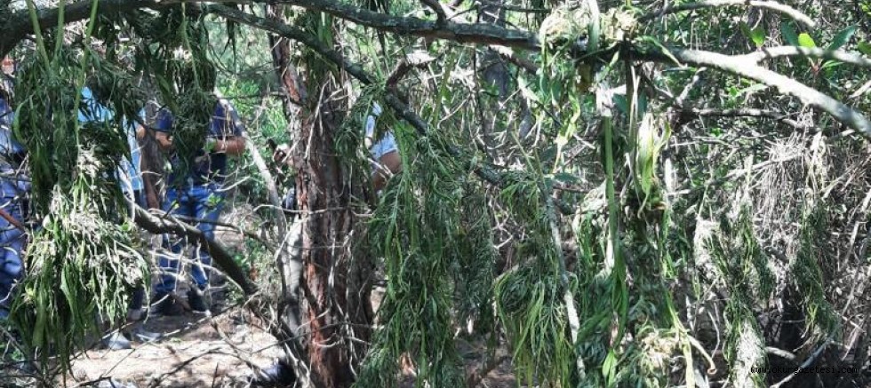 Uyuşturucu operasyonunda yakalanan şüpheli tutuklandı