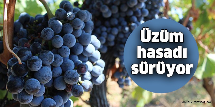 Üzüm hasadı sürüyor