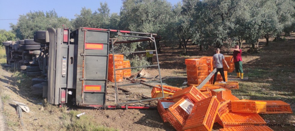 Zeytinliğe devrilen tırdaki tavuklardan bazıları telef oldu